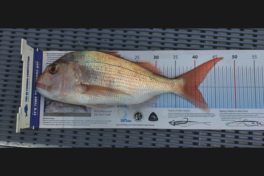 Janet Attwood caught this 40.5cm Snapper at Northland during The Export NZ Fishing Competition