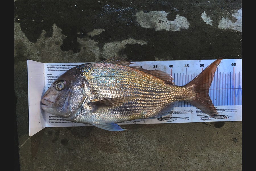 Starlia O'callaghan caught this 52.0cm Snapper at Northland during The Export NZ Fishing Competition