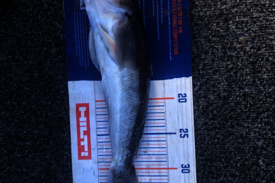 Andrew Froome caught this 35.0cm Blue Cod at Taranaki during The Export NZ Fishing Competition
