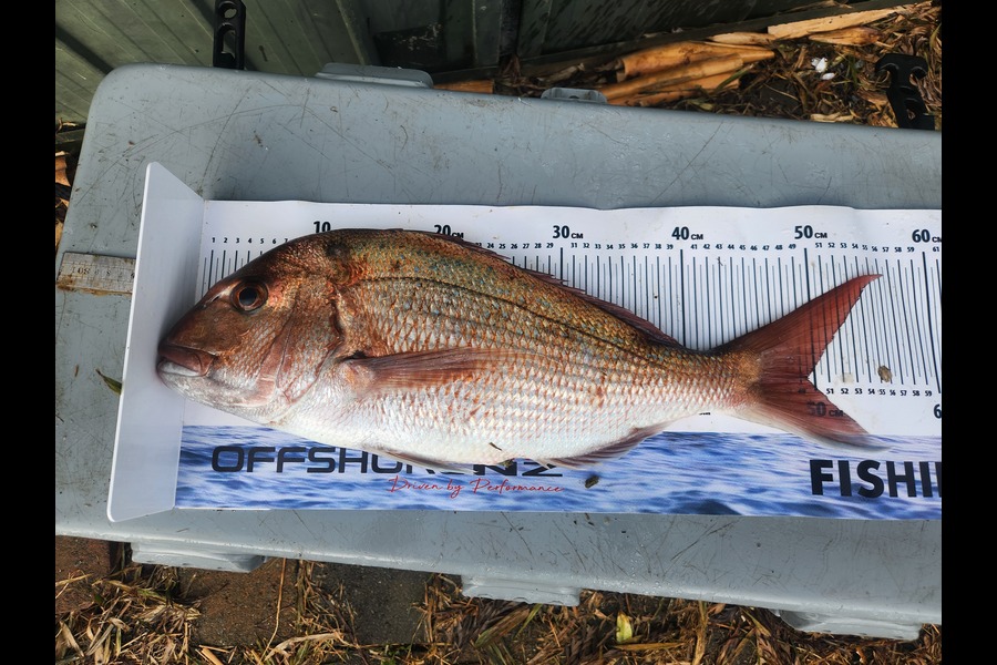 Doug Lambert caught this 49.5cm Snapper at Northland during The Export NZ Fishing Competition