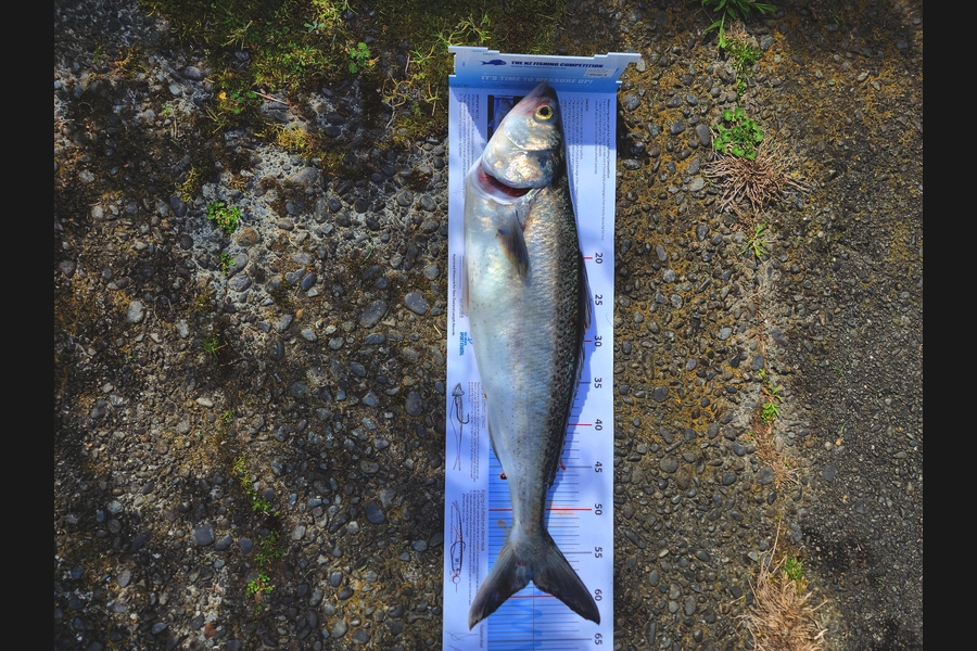 Kerry Johnston caught this 58.0cm Kahawai at Manawatu during The Export NZ Fishing Competition