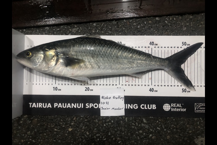 Blake  Pratley caught this 49.0cm Kahawai at Coromandel during The Export NZ Fishing Competition