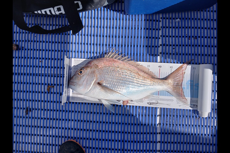 Nigel Boreham caught this 50.0cm Snapper at Waikato during The Export NZ Fishing Competition