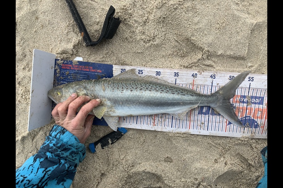 Rosie Phillips caught this 50.0cm Kahawai at Northland during The Export NZ Fishing Competition