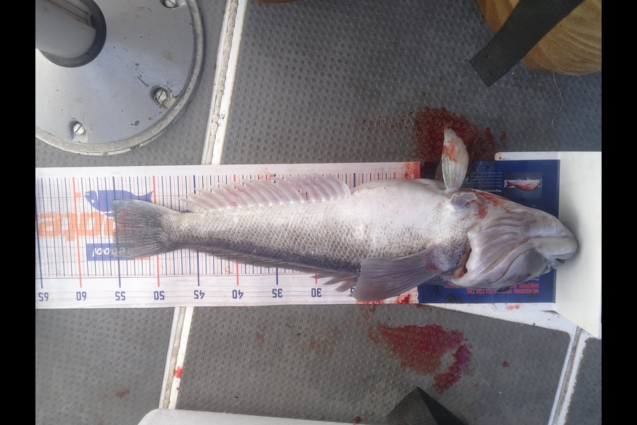 Dale Buck caught this 55.0cm Blue Cod at Canterbury during The Export NZ Fishing Competition