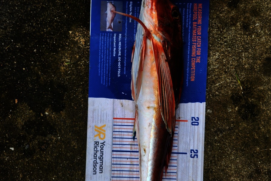 Cory Piggales caught this 40.0cm Gurnard at Auckland during The Export NZ Fishing Competition
