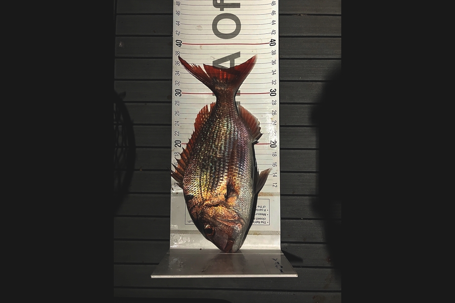 Julius Kolk caught this 35.0cm Snapper at Bay of Plenty during The Export NZ Fishing Competition
