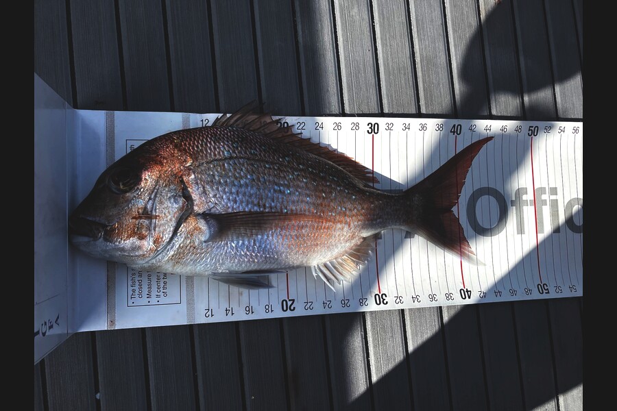 Julius Kolk caught this 39.0cm Snapper at Bay of Plenty during The Export NZ Fishing Competition