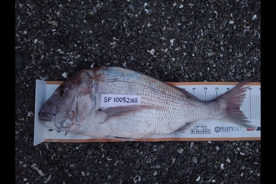 Geoff Preston caught this 85.0cm Snapper at Taranaki during The Export NZ Fishing Competition