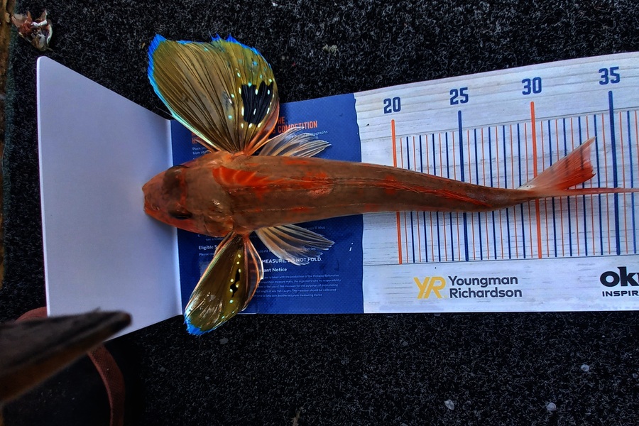 Sandra Dicker caught this 32.0cm Gurnard at Auckland during The Export NZ Fishing Competition