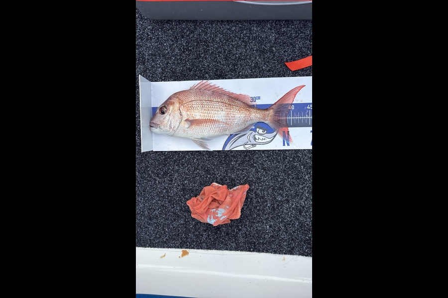 Craig Malins caught this 38.5cm Snapper at Bay of Plenty during The Export NZ Fishing Competition