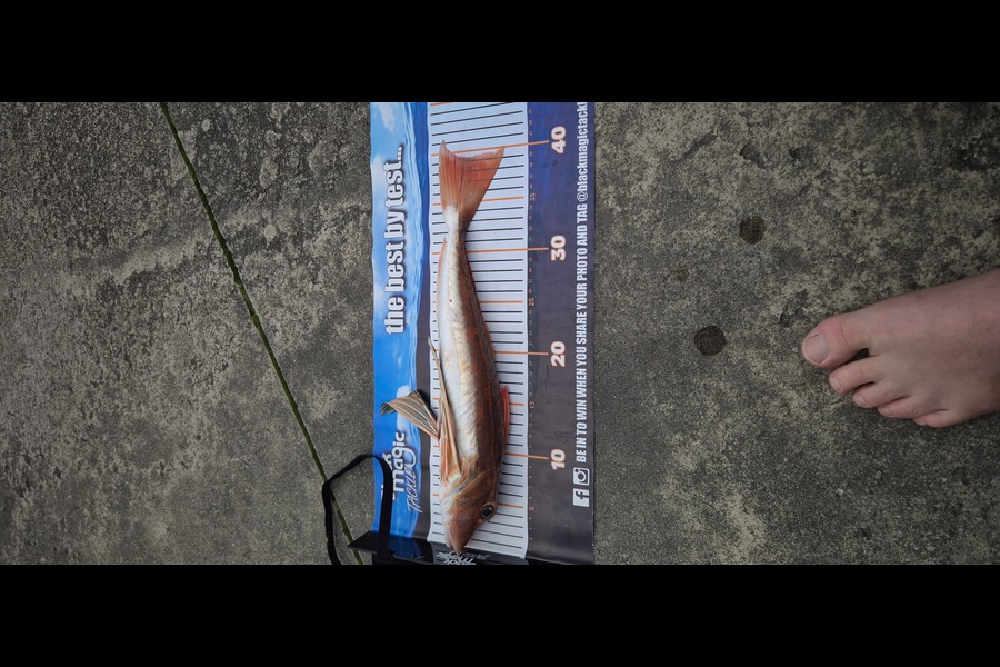 Tyson Graham caught this 39.0cm Gurnard at Hawkes Bay during The Export NZ Fishing Competition