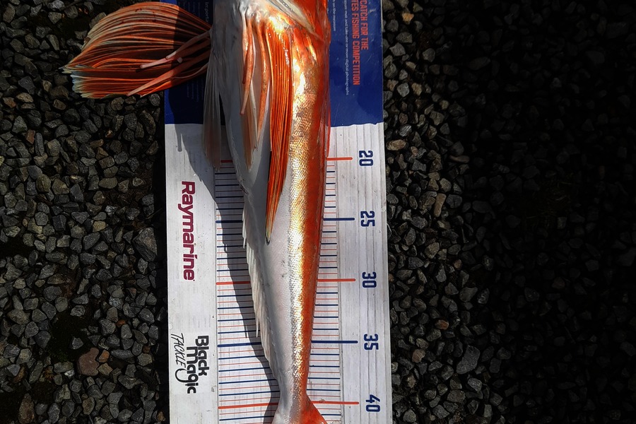 Nathan  Spurr caught this 47.0cm Gurnard at Hawkes Bay during The Export NZ Fishing Competition