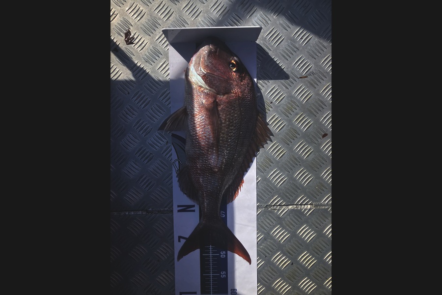 Mark  Armistead caught this 47.0cm Snapper at Bay of Plenty during The Export NZ Fishing Competition