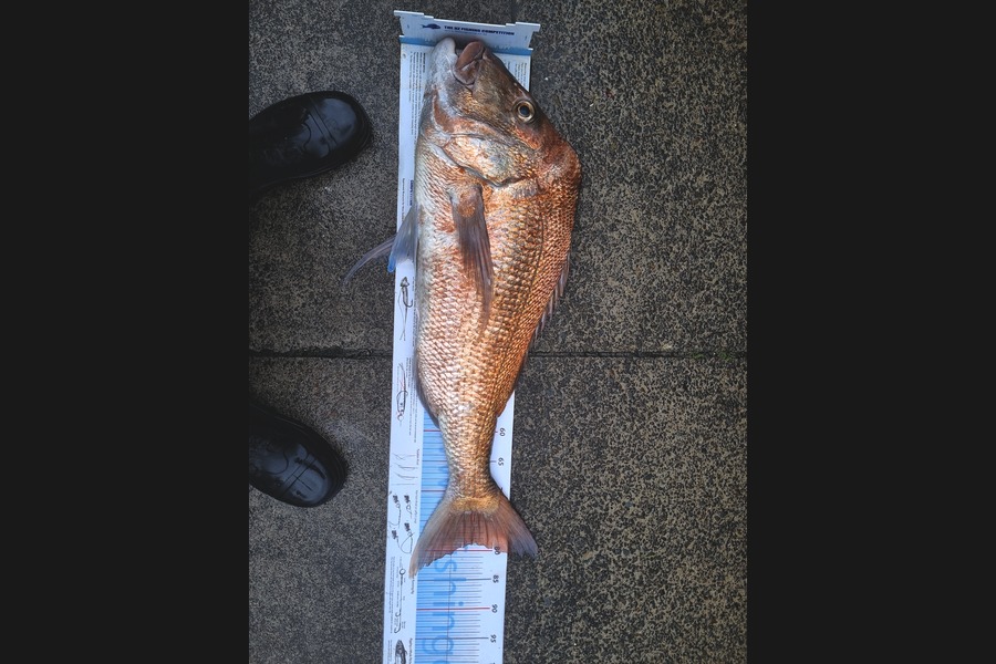 Jeremy Coakley caught this 79.0cm Snapper at Auckland during The Export NZ Fishing Competition