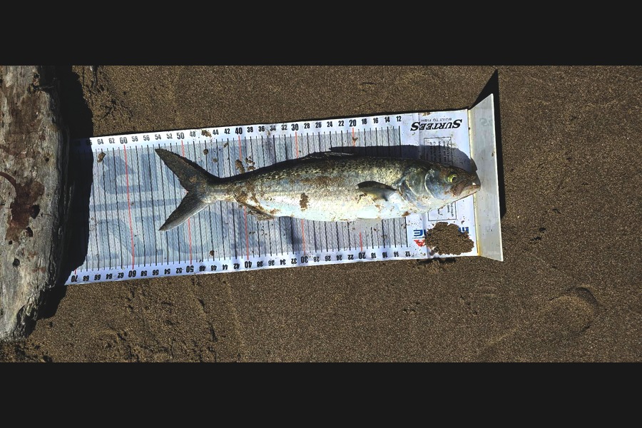 Graeme Mckay caught this 49.5cm Kahawai at East Cape during The Export NZ Fishing Competition