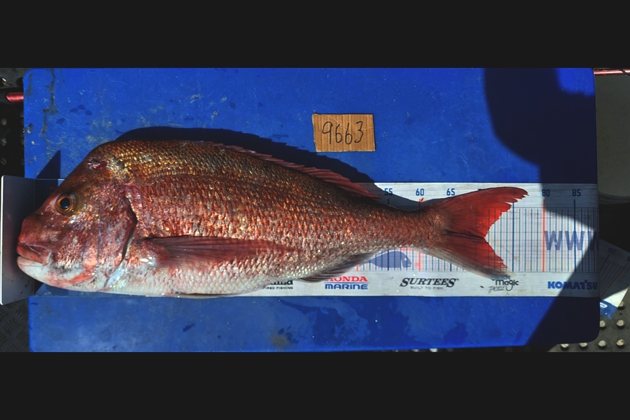 Barry  Howard caught this 70.0cm Snapper at Auckland during The Export NZ Fishing Competition