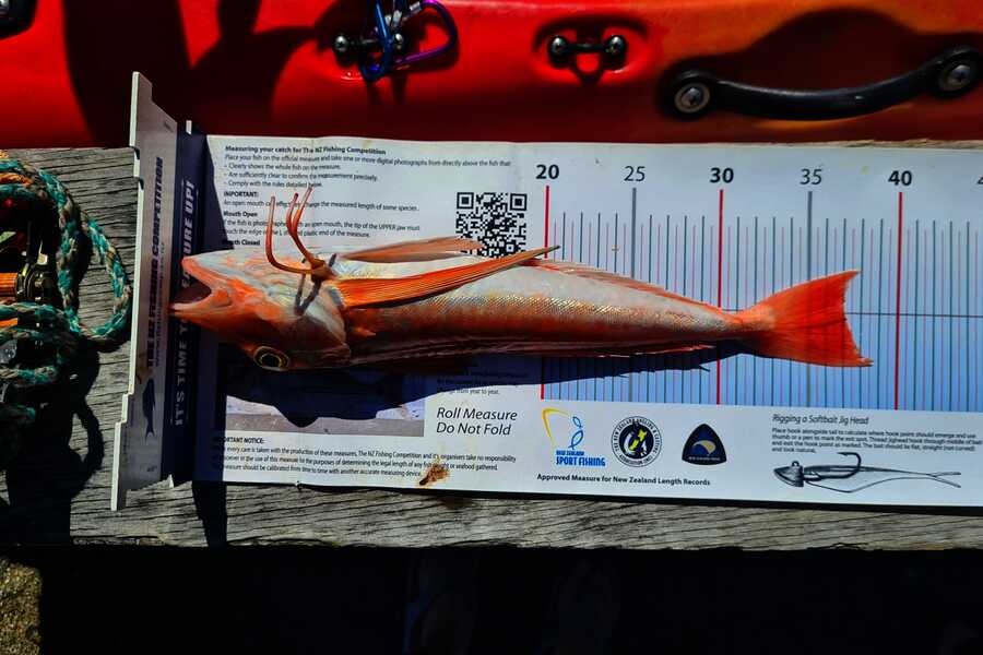Bevan Middlebrook caught this 37.0cm Gurnard at Nelson/Marlborough during The Export NZ Fishing Competition