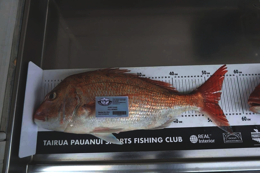 Henry Evans caught this 53.0cm Snapper at Coromandel during The Export NZ Fishing Competition