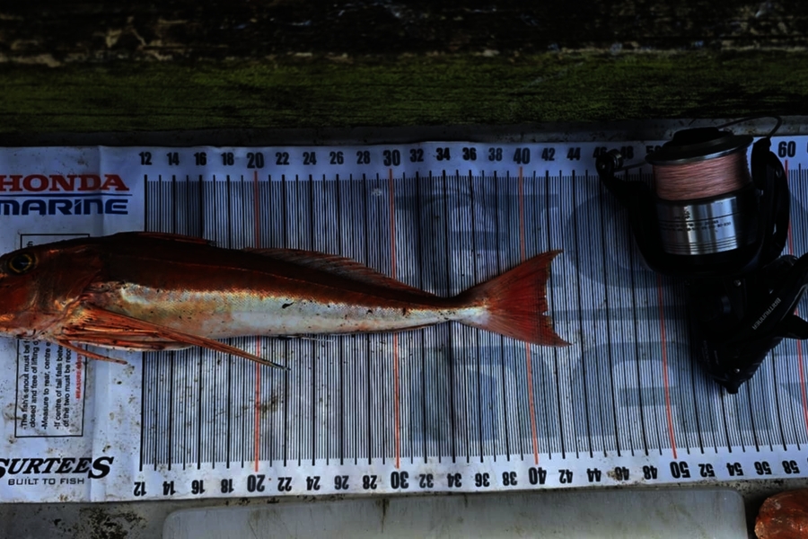 Graeme Mckay caught this 41.5cm Gurnard at East Cape during The Export NZ Fishing Competition