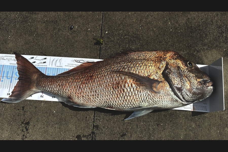 Elaine Tutty caught this 82.0cm Snapper at Northland during The Export NZ Fishing Competition