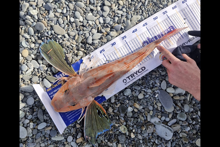 Sam Breen caught this 54.5cm Gurnard at Canterbury during The Export NZ Fishing Competition