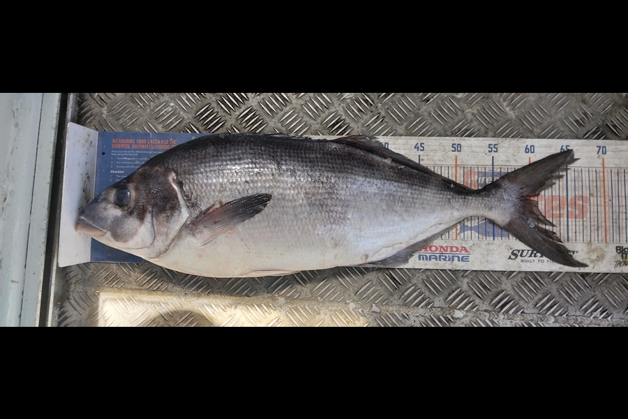 Tim  McKenzie caught this 61cm Blue Moki at Hawkes Bay during The Export NZ Fishing Competition