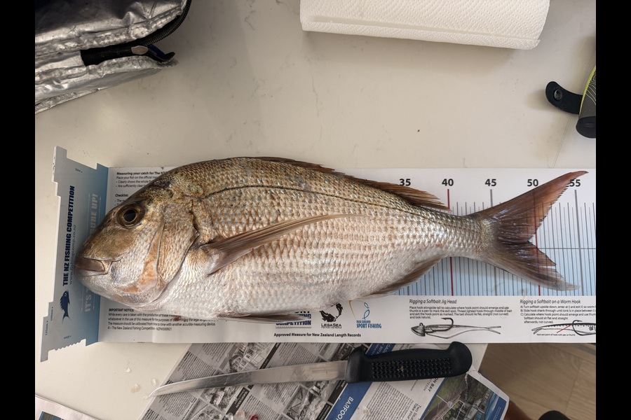 Matthew Muir caught this 48.0cm Snapper at Auckland during The Export NZ Fishing Competition