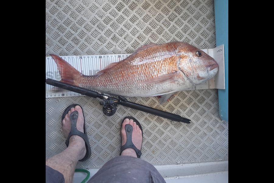 Mark Beauchamp caught this 80.0cm Snapper at Northland during The Export NZ Fishing Competition