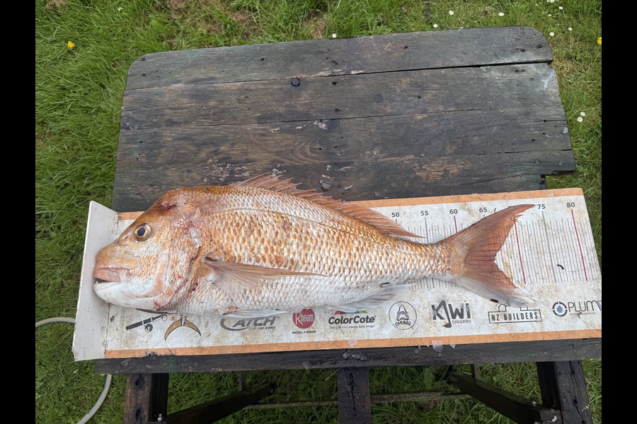 Ethan Dickey caught this 65.5cm Snapper at Coromandel during The Export NZ Fishing Competition