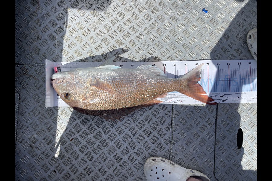 Russell Billing caught this 65.0cm Snapper at Auckland during The Export NZ Fishing Competition