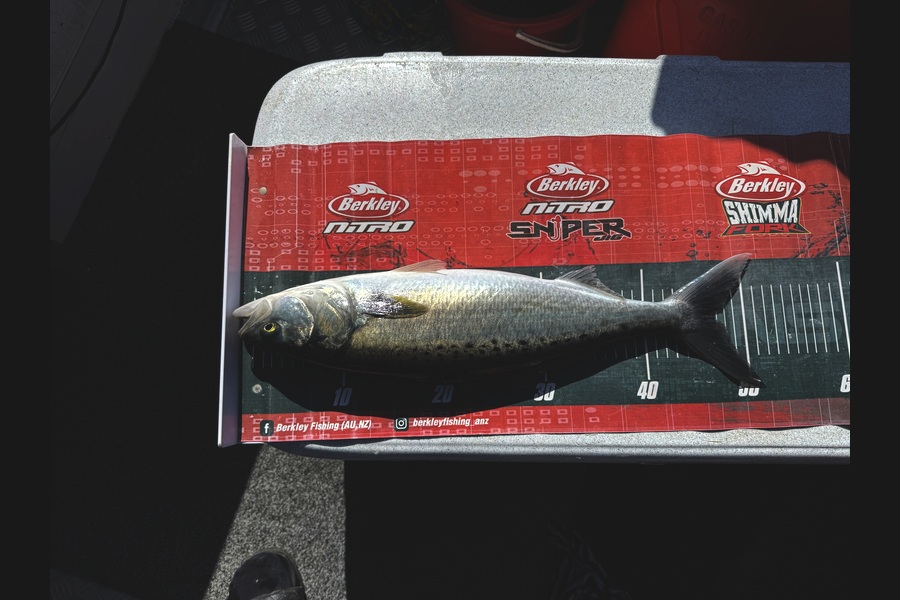 Tom Harley caught this 47.0cm Kahawai at Northland during The Export NZ Fishing Competition