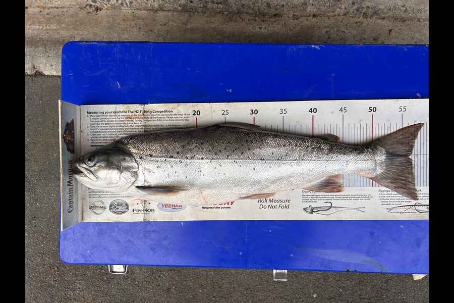Johnny Huynen caught this 56.0cm Trout at Wairarapa
 during The Export NZ Fishing Competition