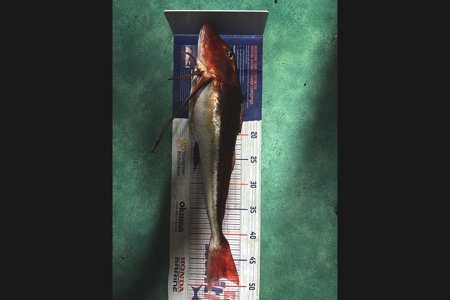 Steven Young caught this 48.5cm Gurnard at Wairarapa
 during The Export NZ Fishing Competition