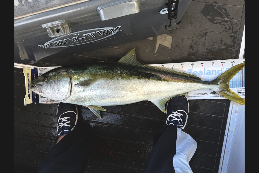 Iain Robertson caught this 103.5cm Kingfish at Northland during The Export NZ Fishing Competition