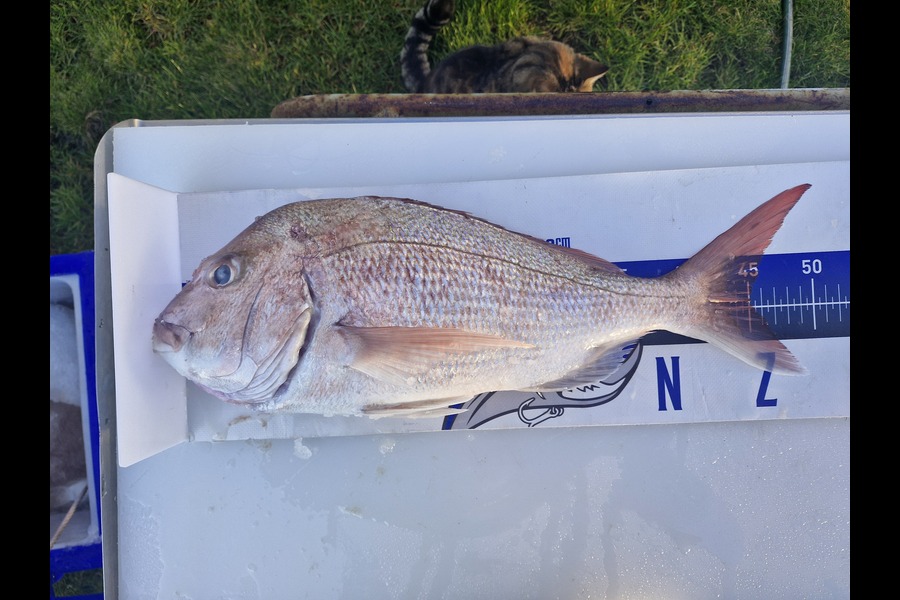 Bobbie Lean caught this 45.0cm Snapper at Auckland during The Export NZ Fishing Competition