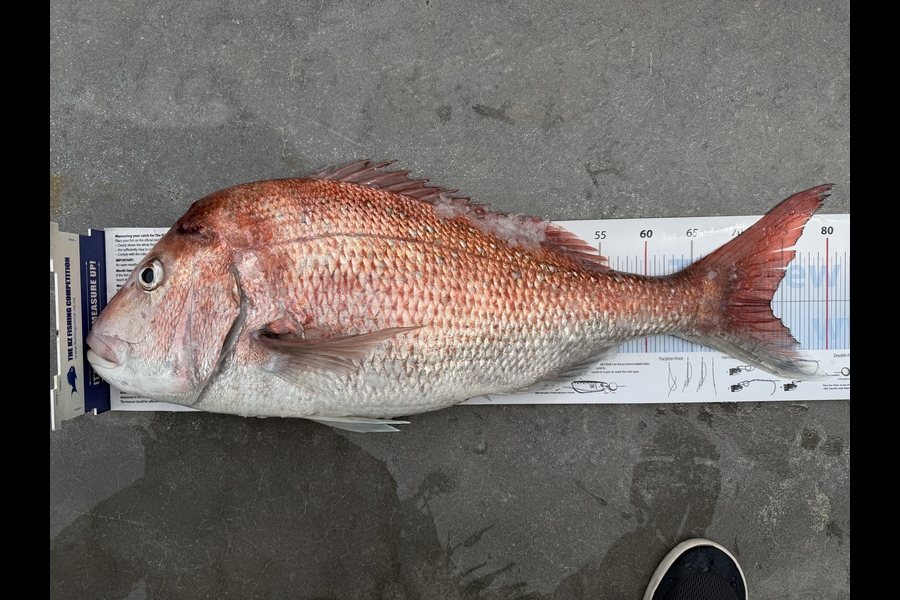 Iain Robertson caught this 73.5cm Snapper at Northland during The Export NZ Fishing Competition