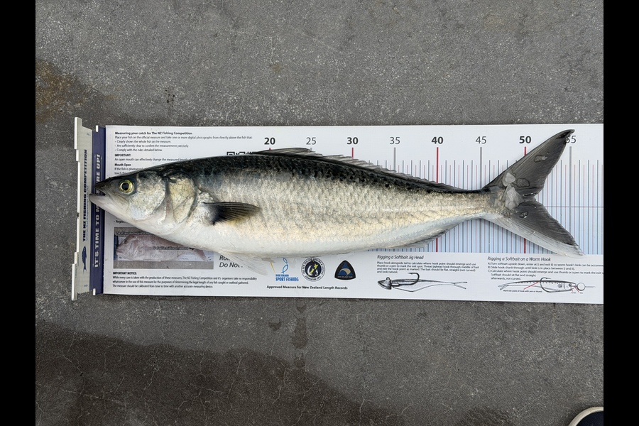 Iain Robertson caught this 51.0cm Kahawai at Northland during The Export NZ Fishing Competition