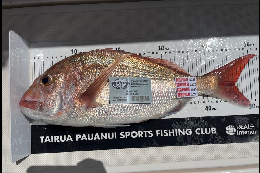 Henry Evans caught this 46.5cm Snapper at Coromandel during The Export NZ Fishing Competition