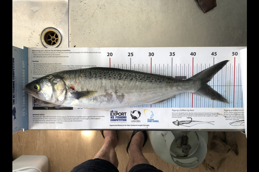 Leigh Willoughby caught this 43.5cm Kahawai at East Cape during The Export NZ Fishing Competition