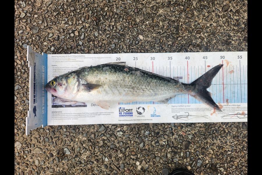 Tony Luo caught this 45.0cm Kahawai at Northland during The Export NZ Fishing Competition