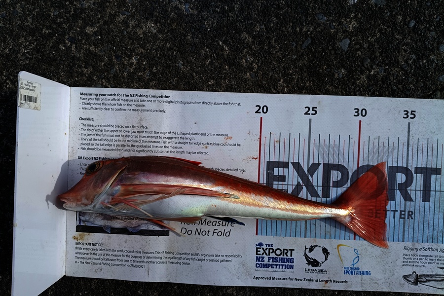 Benaja Oushana caught this 33.0cm Gurnard at Hawkes Bay during The Export NZ Fishing Competition