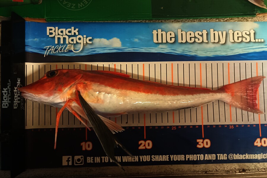 Colin Kerr caught this 39.5cm Gurnard at East Cape during The Export NZ Fishing Competition