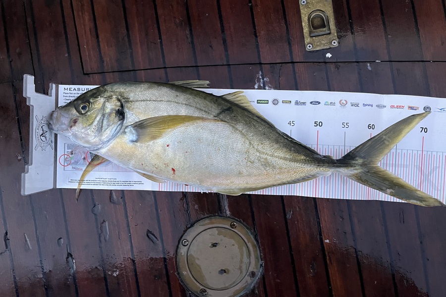 Rhys Holding caught this 62cm Trevally at Northland during The Export NZ Fishing Competition