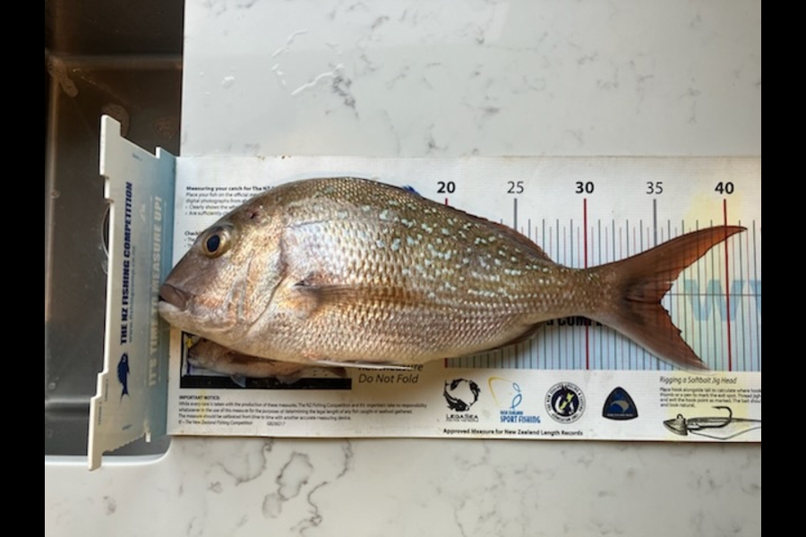 Adam Bowden  caught this 35.0cm Snapper at Northland during The Export NZ Fishing Competition