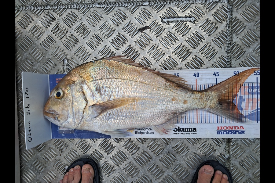 Glenn Lucas caught this 49.0cm Snapper at Auckland during The Export NZ Fishing Competition
