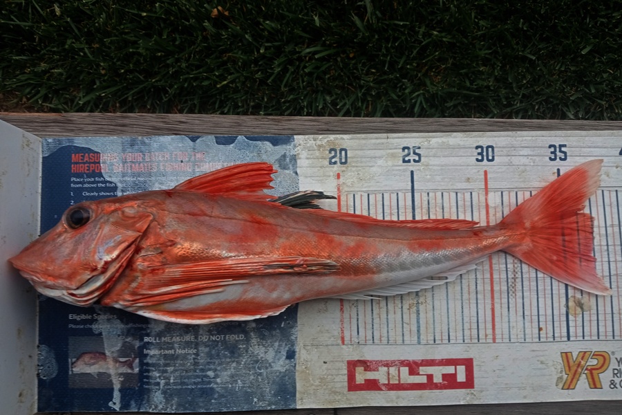Laurence Knighton caught this 37.0cm Gurnard at Canterbury during The Export NZ Fishing Competition
