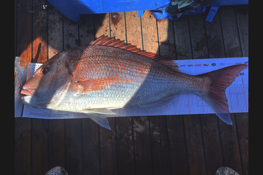 Rhys Holding caught this 73.0cm Snapper at Northland during The Export NZ Fishing Competition