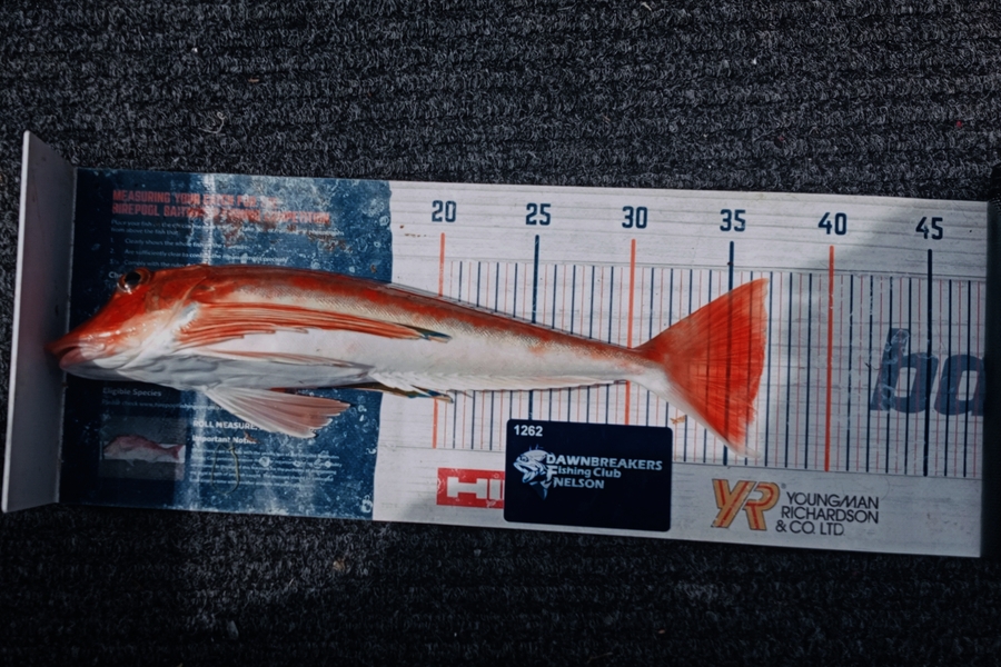 Carol Brannen caught this 36.5cm Gurnard at Nelson/Marlborough during The Export NZ Fishing Competition