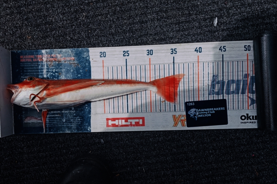 Andy Brannen caught this 35.5cm Gurnard at Nelson/Marlborough during The Export NZ Fishing Competition
